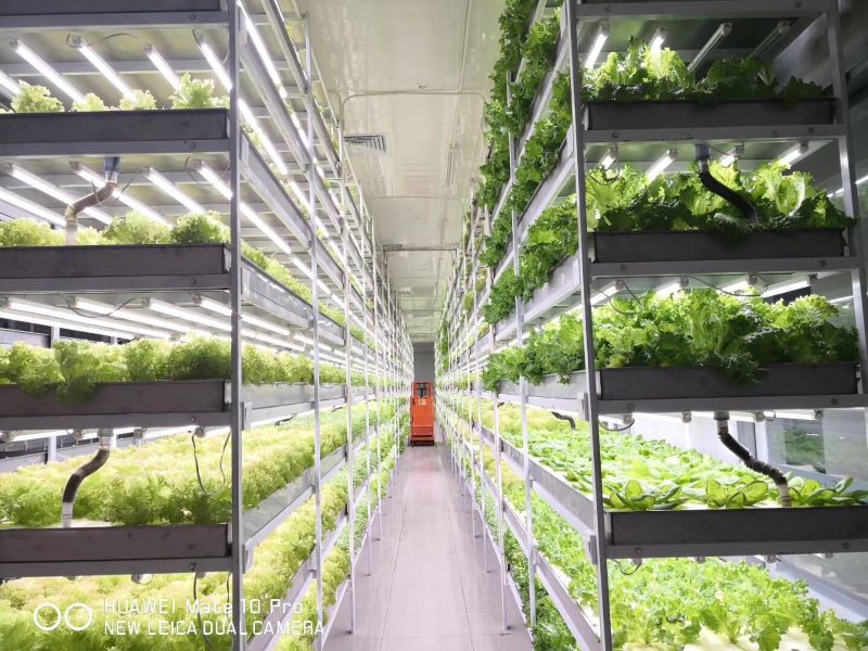 水培植物工廠設備生產(chǎn)廠家